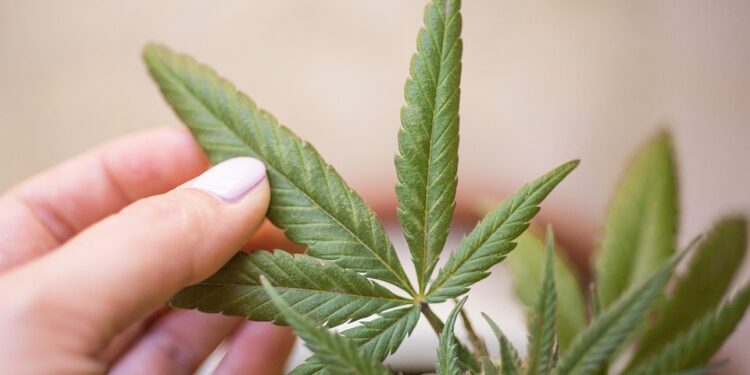 The Healing Power of Cannabis: Unveiling the Life-Changing Benefits of Different Strains