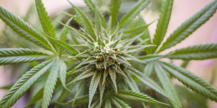 Unraveling the Genetic Code: The Evolution of Cannabis Strains