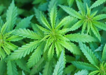 The Highs and Lows: Navigating the Potential Side Effects of Medical Marijuana