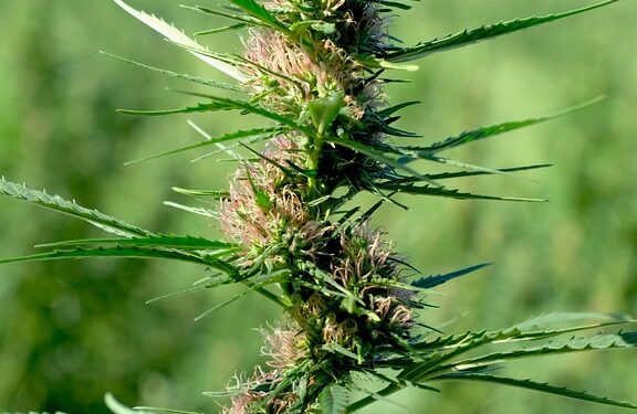 Palate Pleasers: Exploring the Delicious Diversity of Cannabis Strain Flavors