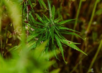 The Healing Power of Cannabinoids: Unlocking Nature’s Medicine for Wellness