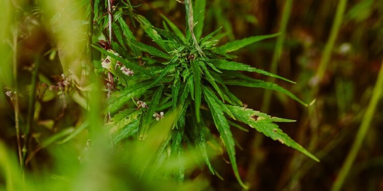 The Healing Power of Cannabinoids: Unlocking Nature’s Medicine for Wellness