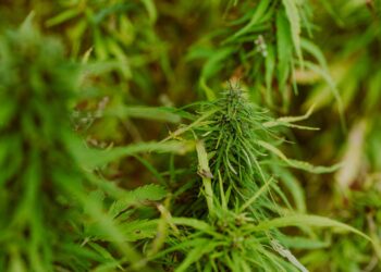 The Healing Power of Medical Cannabis: Transforming Lives and Reimagining Health
