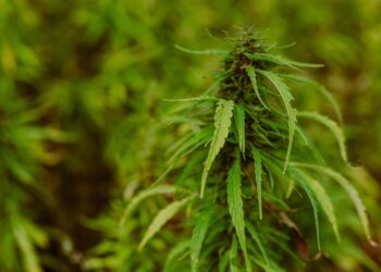 Unlocking Relief: The Power of a Medical Marijuana Card