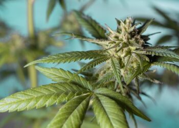 Unlocking the Healing Power of THC: A Guide to Therapeutic Benefits and Beyond